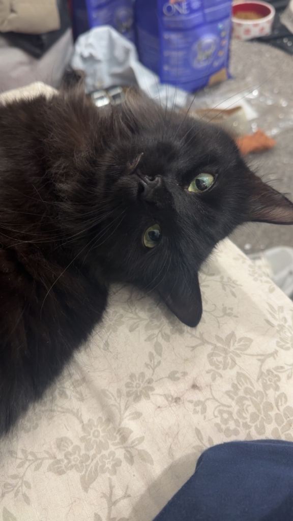 Cat finding a new forever home