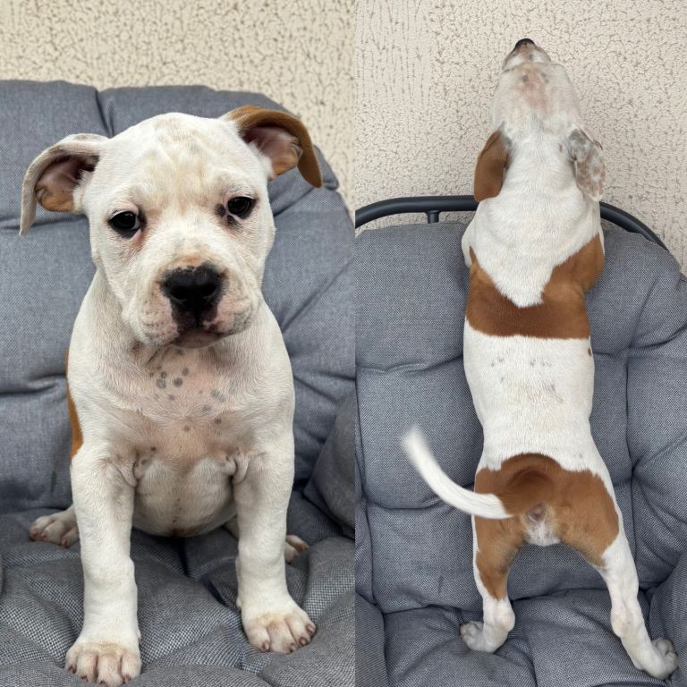 Old Tyme bulldog x American bulldog puppies 