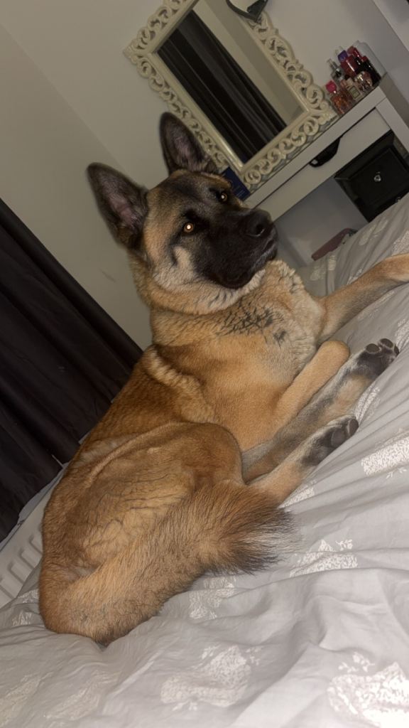 🐾German shepherd X Akita Loving Home Needed 🐾