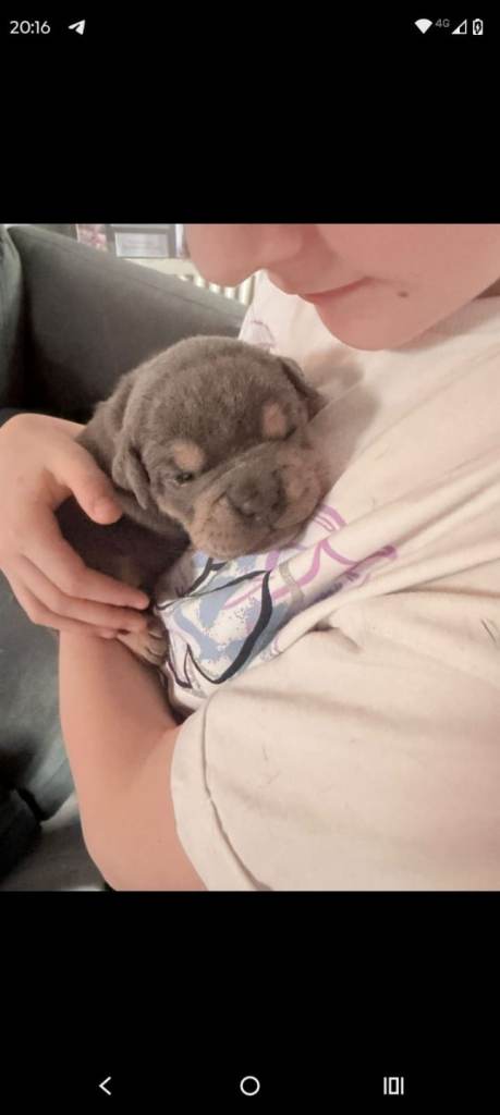 Old English bulldog puppies