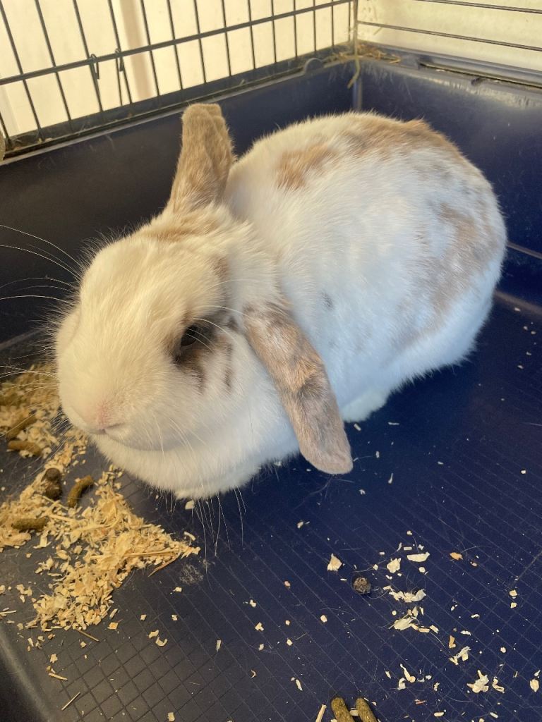 Male rabbit 