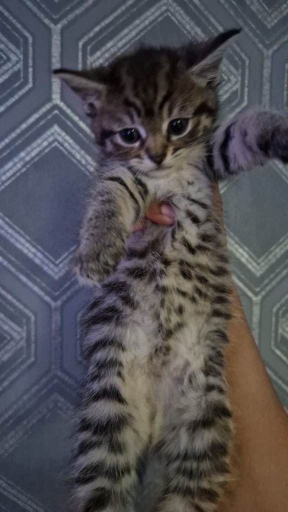 2 Girls left! Tabby kittens 