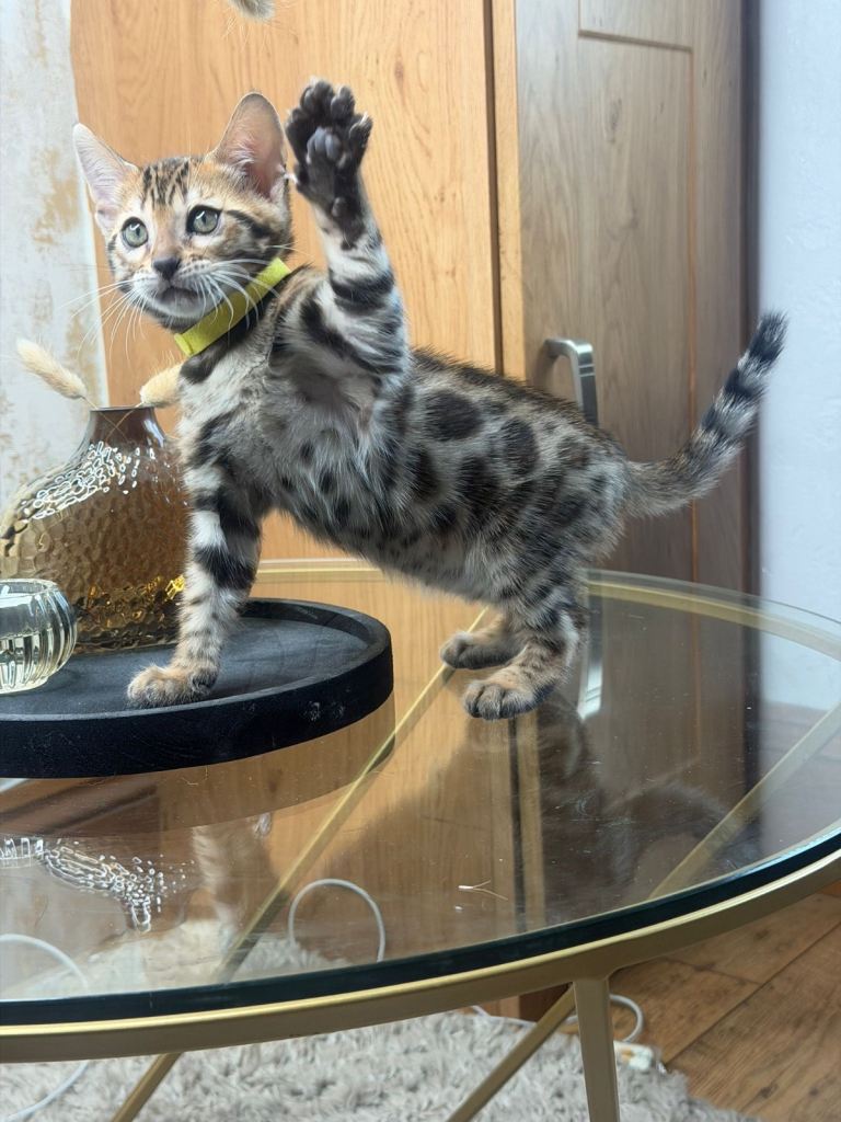 Quality Boy Bengal Kitten