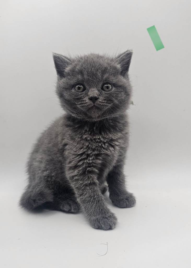 British shorthair kittens for sale 
