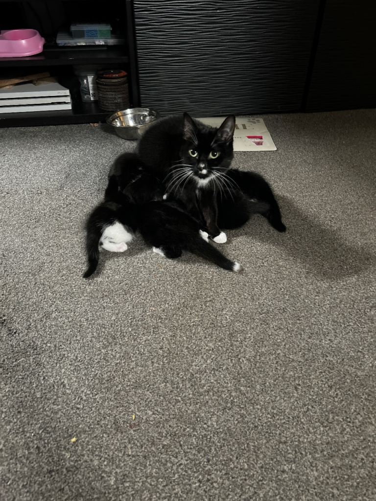 kittens & starter pack 