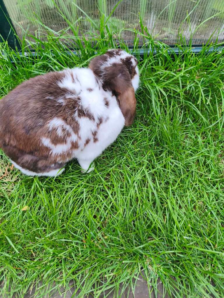 Two sisters bunnies Rabbits for sale 