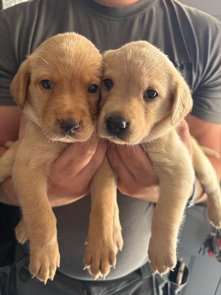 Stunning Labrador Puppies
