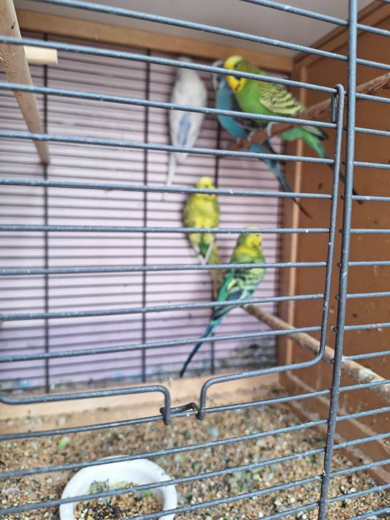 Budgies 