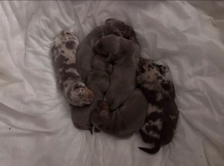 Miniature Dacshund puppies