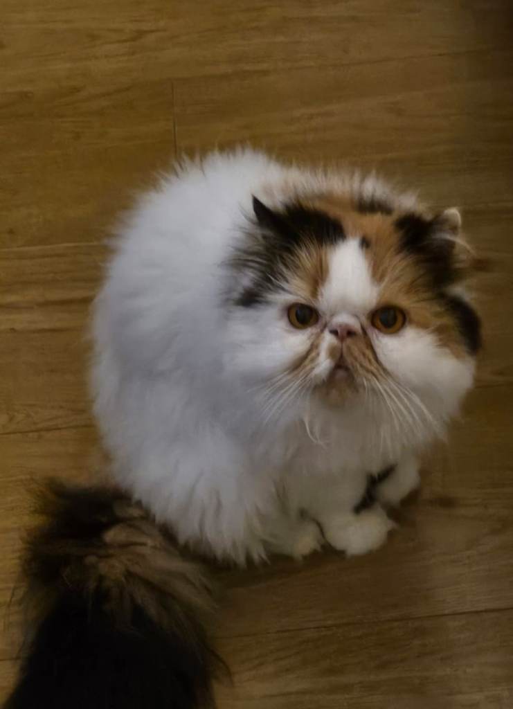 Beautiful Pedigree Persian Cat – Seeking a Dedicated Home