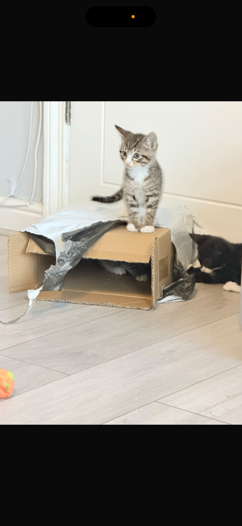 4 kittens available 