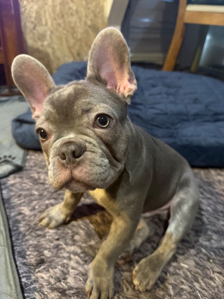 Frenchie Puppies for Sale 