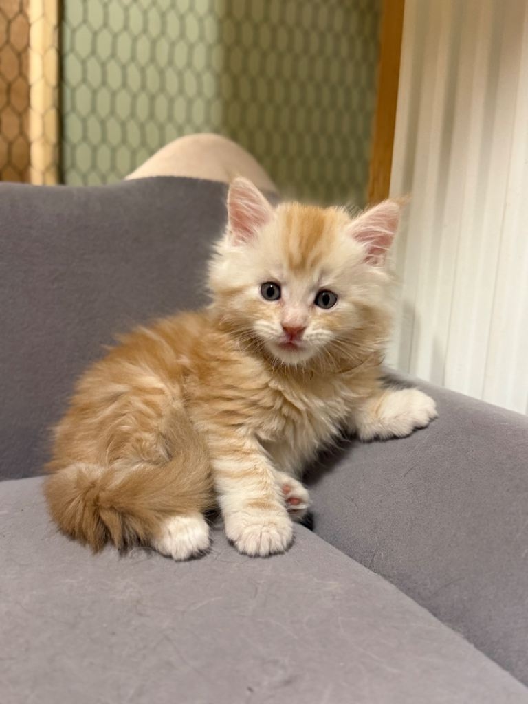 Beautiful Maine coon Pedigree 