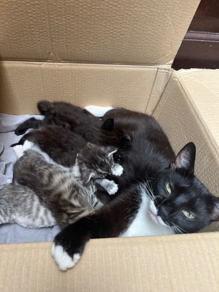Adorable Healthy Kittens Ready for Their Forever Homes