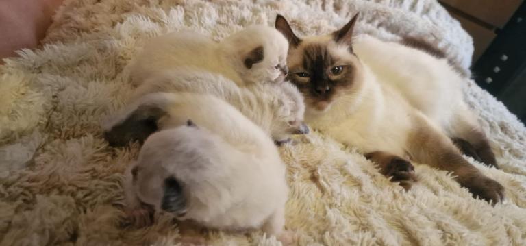Ragdoll kittens 
