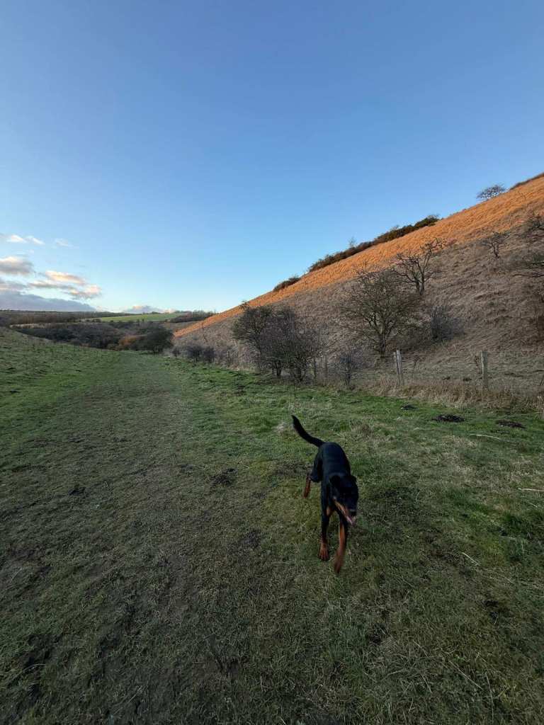 Female Rottweiler for Sale