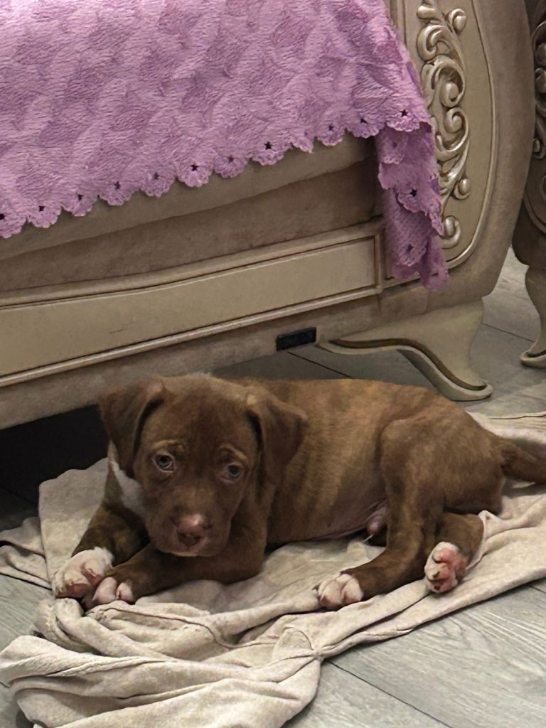 Staffy cross ridgeback £600