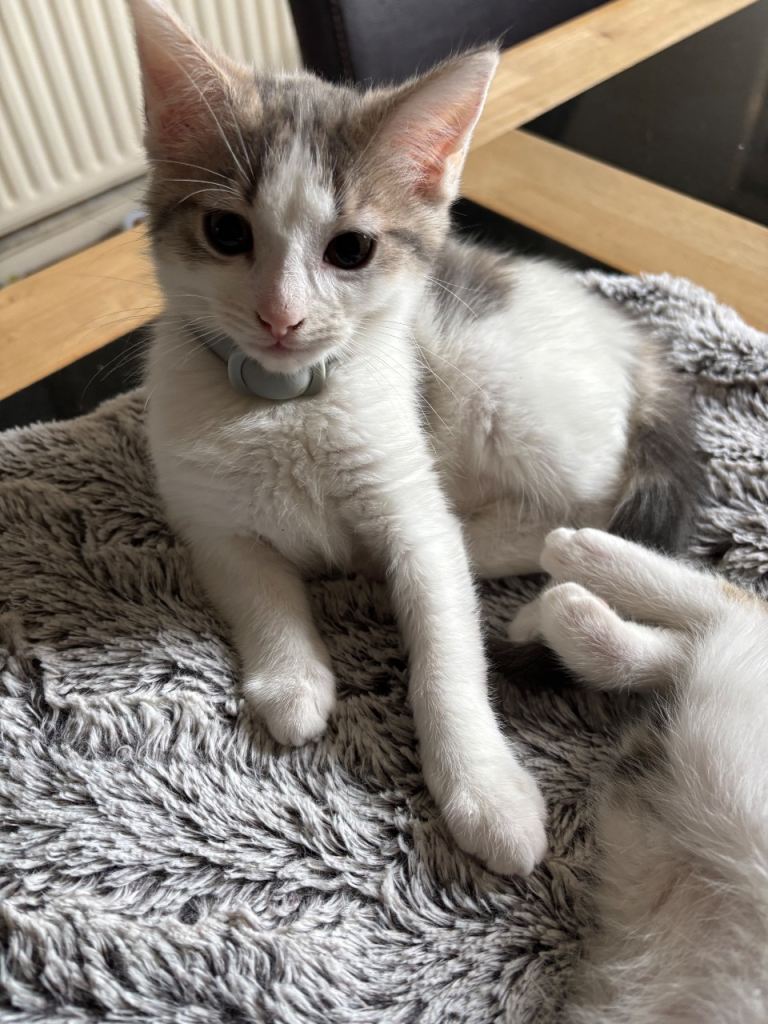 1 beautiful female kitten left