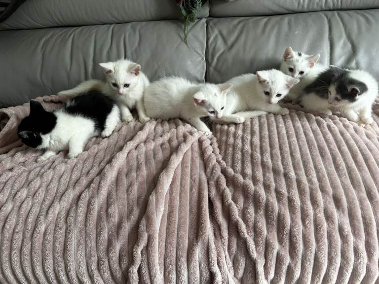 ✨️Stunning female kittens ✨️[PLEASE READ]