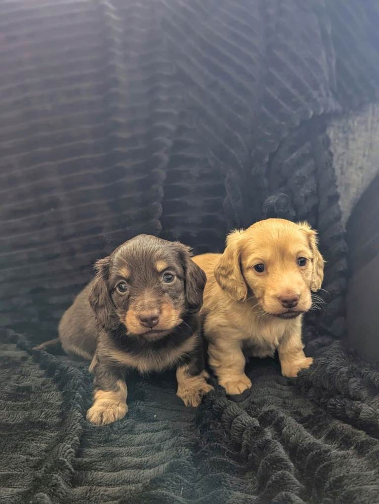 Stunning cream long haired mini dachshunds