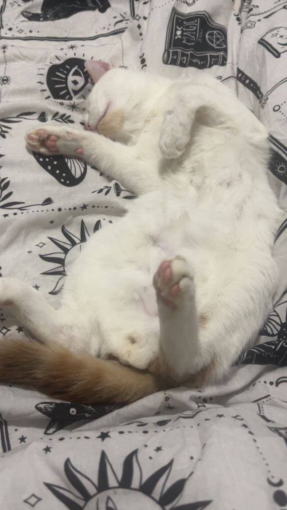 Two Tom cats for sale