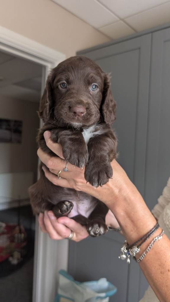 Stunning Cocker Spaniel x Cockapoo Puppies (Lincoln) – Outstanding 9pm-5am Sleep Routine! 🐾