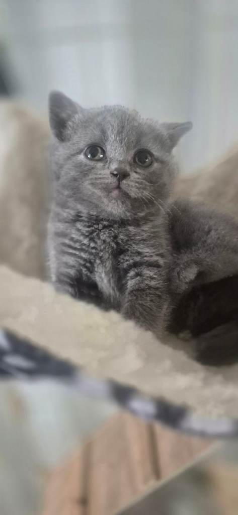 British blue short hair kittens 