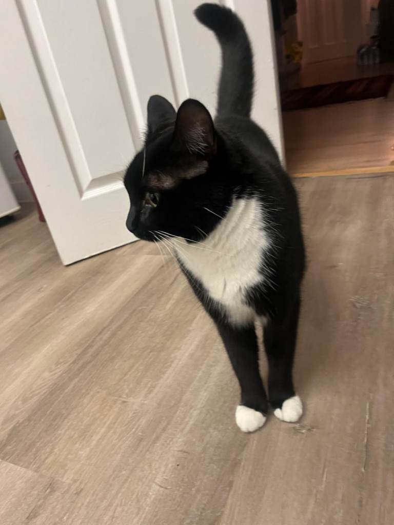 Black and white cat 5yrs