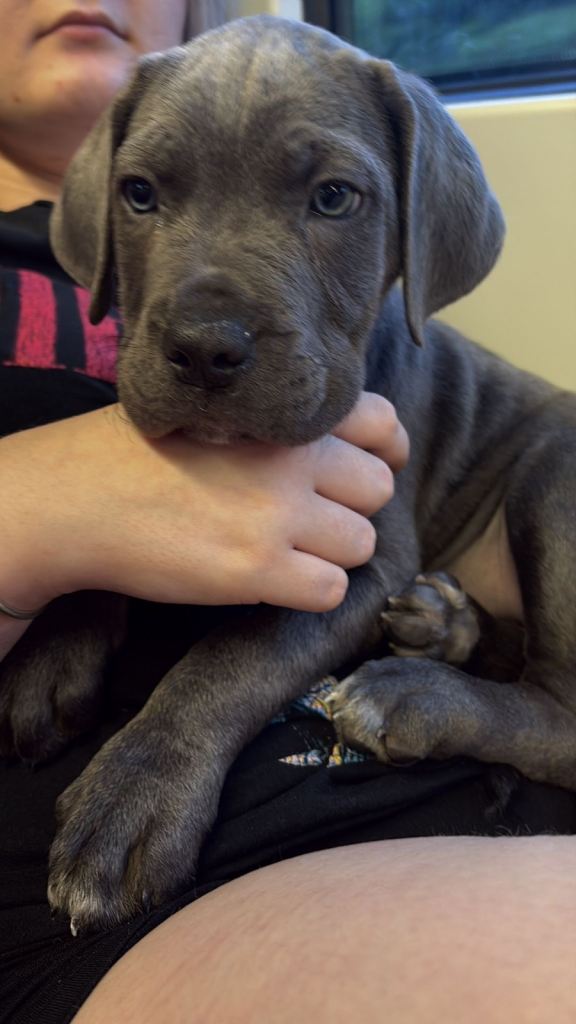 Caincorso female puppy