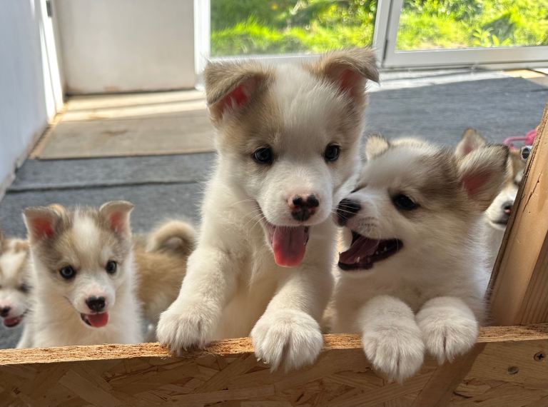 Gorgeous F3 Pomsky Puppies with perfect Husky markings - ready to leave Friday
