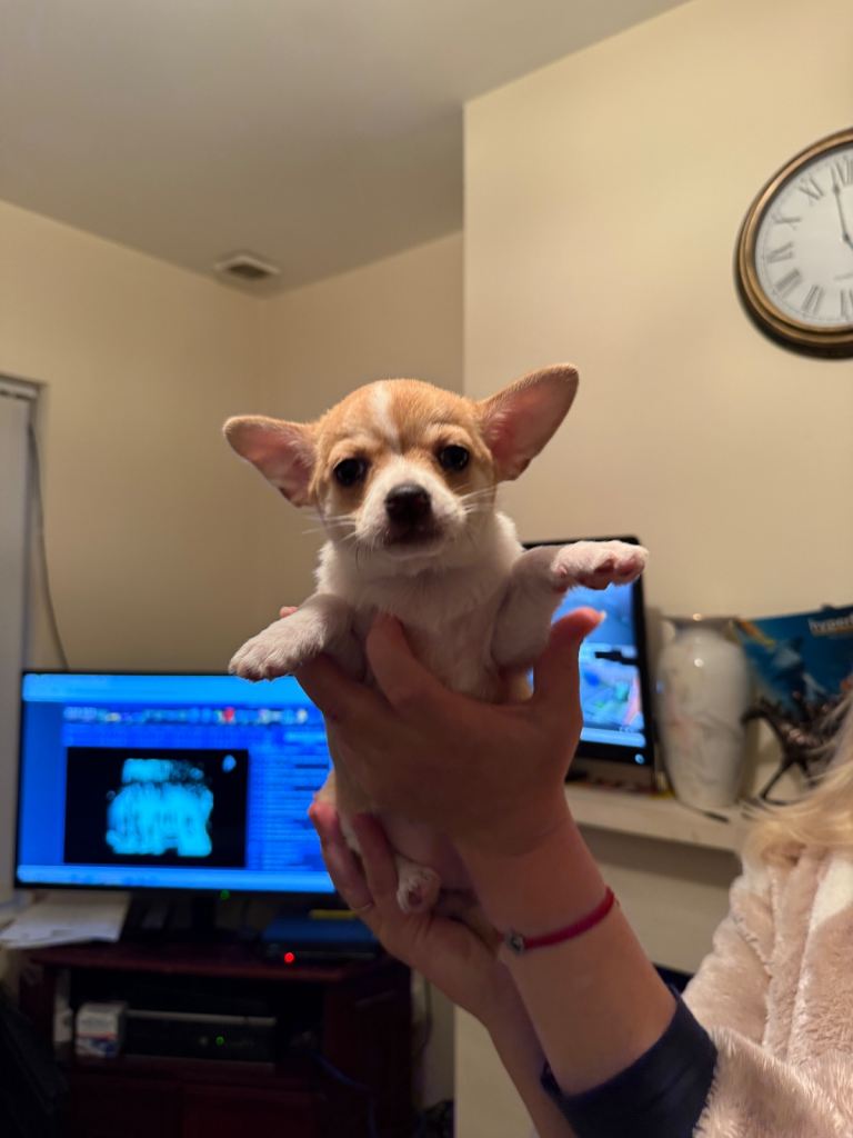 Female Chihuahua Puppy