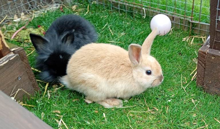 Bunnys