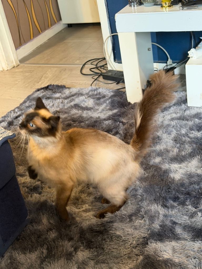 Ragdolls boy and a girl 