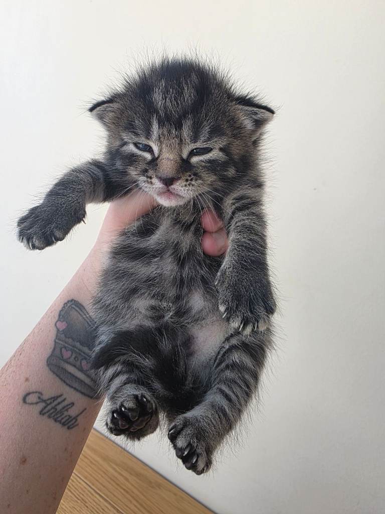 4 beautiful kittens