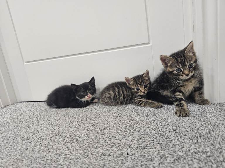 Lovely male kittens 