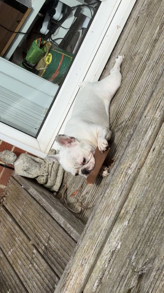White full breed French bulldog