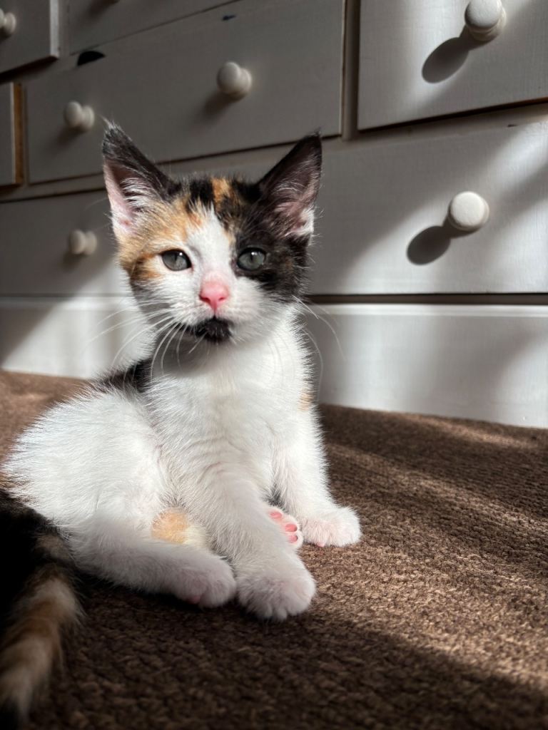 Beautiful kitten for sale, female 10 weeks old