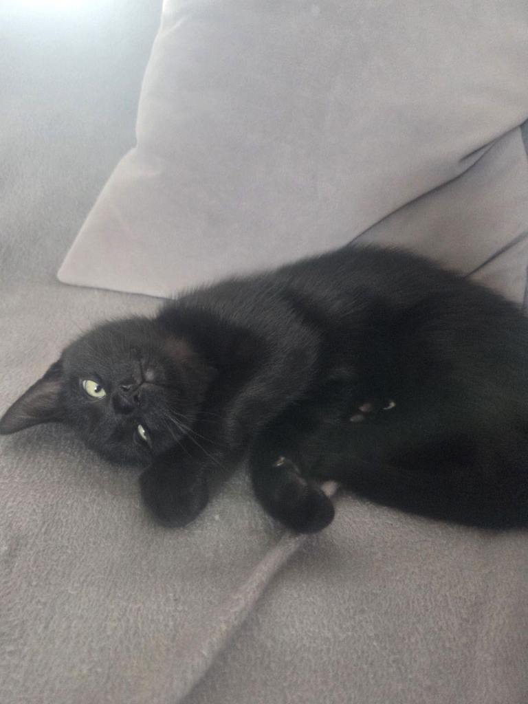 Beautiful boy kitten looking for forever home