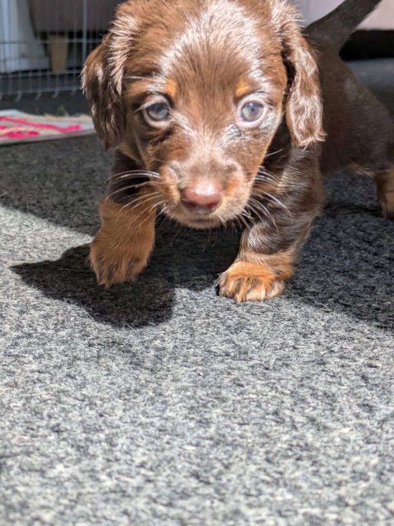 Mini Dashunds long coat pups 