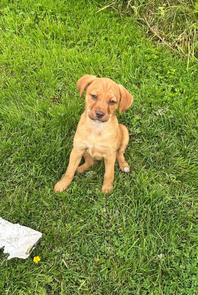 Gorgeous female mixed breed puppy