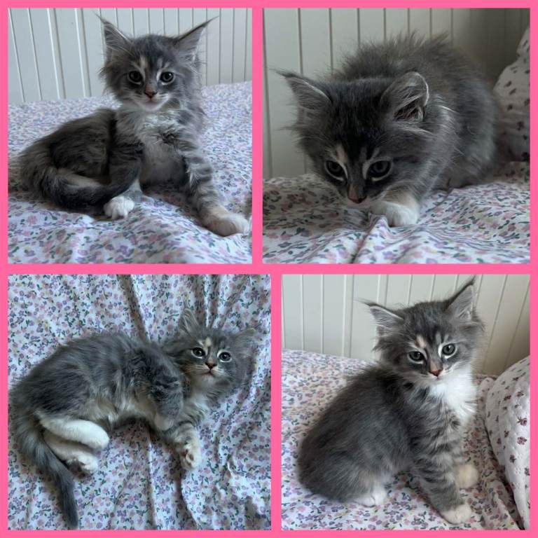 Beautiful Ragcoon kittens - Ragdoll/Maine Coon mix