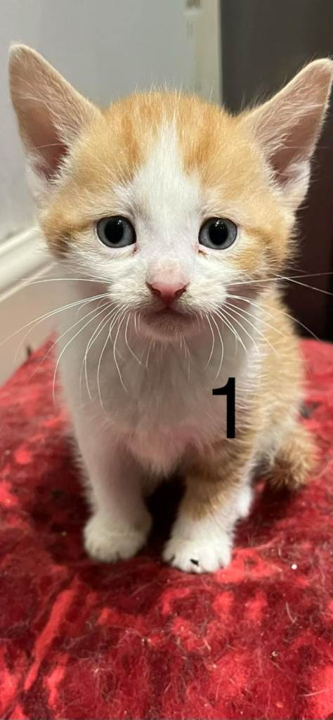 Beautiful friendly kittens. Ready to leave in 2 weeks 