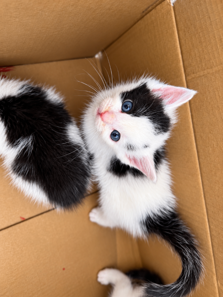 8 Gorgeous Ragdoll Mix Kittens 