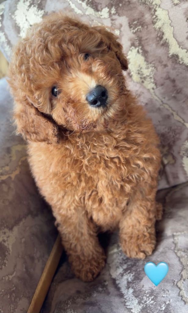 F1b cavapoos 