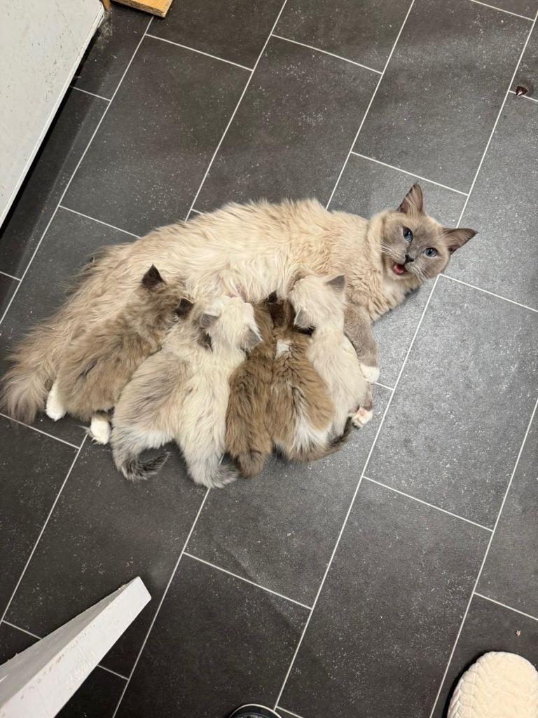 2 Beautiful Male Ragdoll Kittens