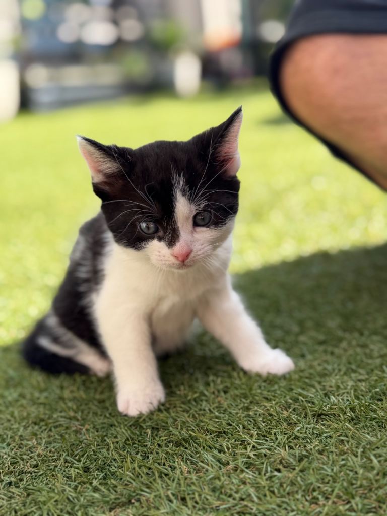 8 weeks kitten 