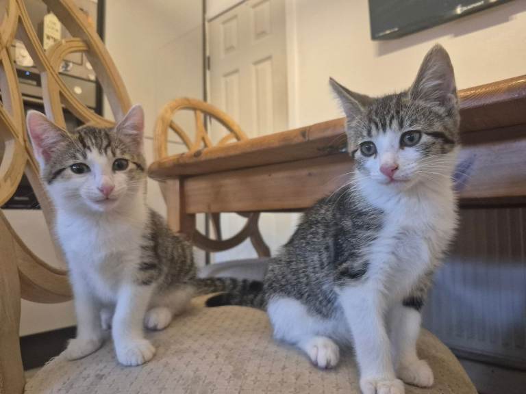 Kittens Tabby 