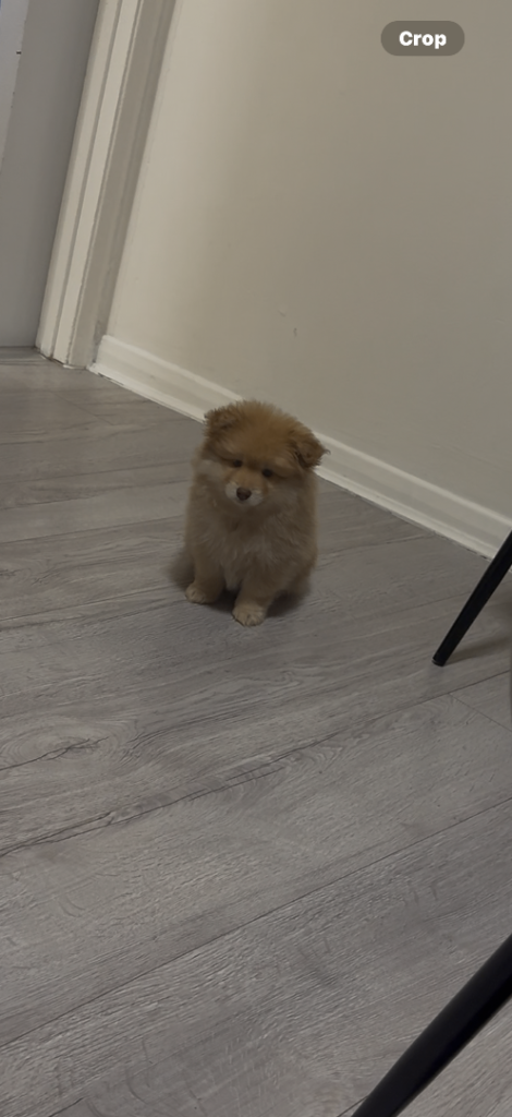 pomeranian puppy