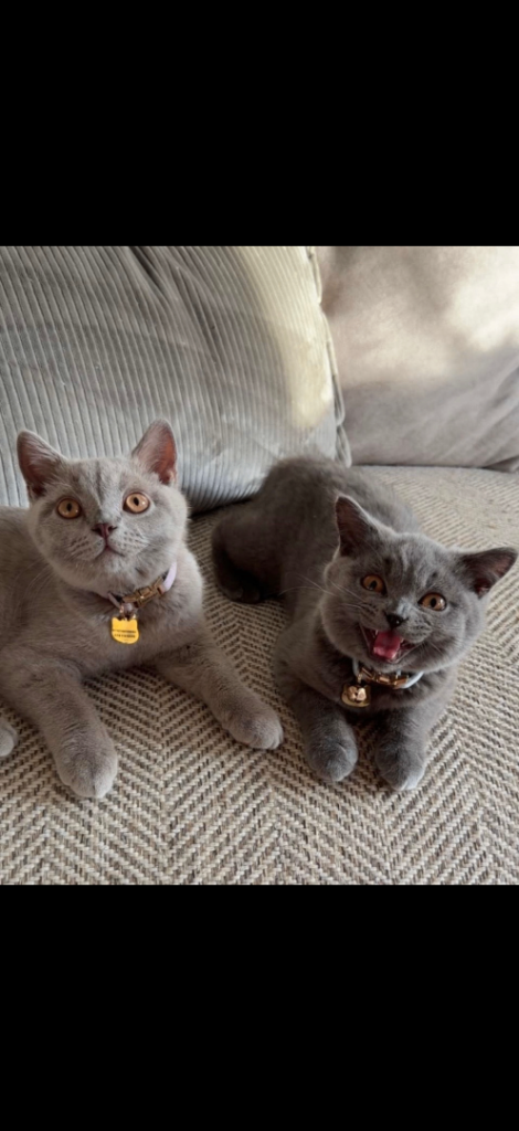 2 kittens bsh