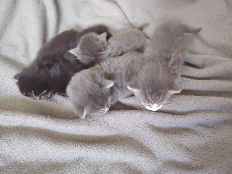 ** RAGAMUFFIN X TABBY KITTENS 😸 ♥️ **